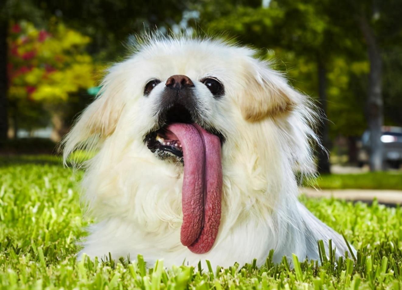 小狗为什么吐舌头(狗狗喜欢“吐舌头”，除了散热之外，还有这6个原因)
