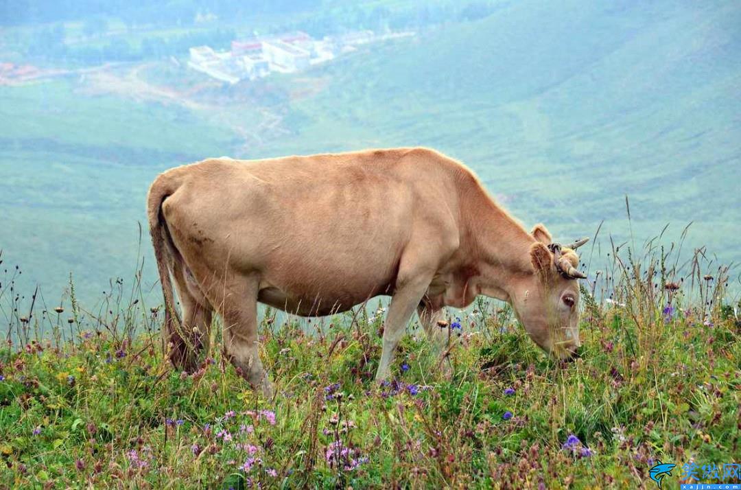 牛吃土是怎么回事(牛吃土的主要原因分析)