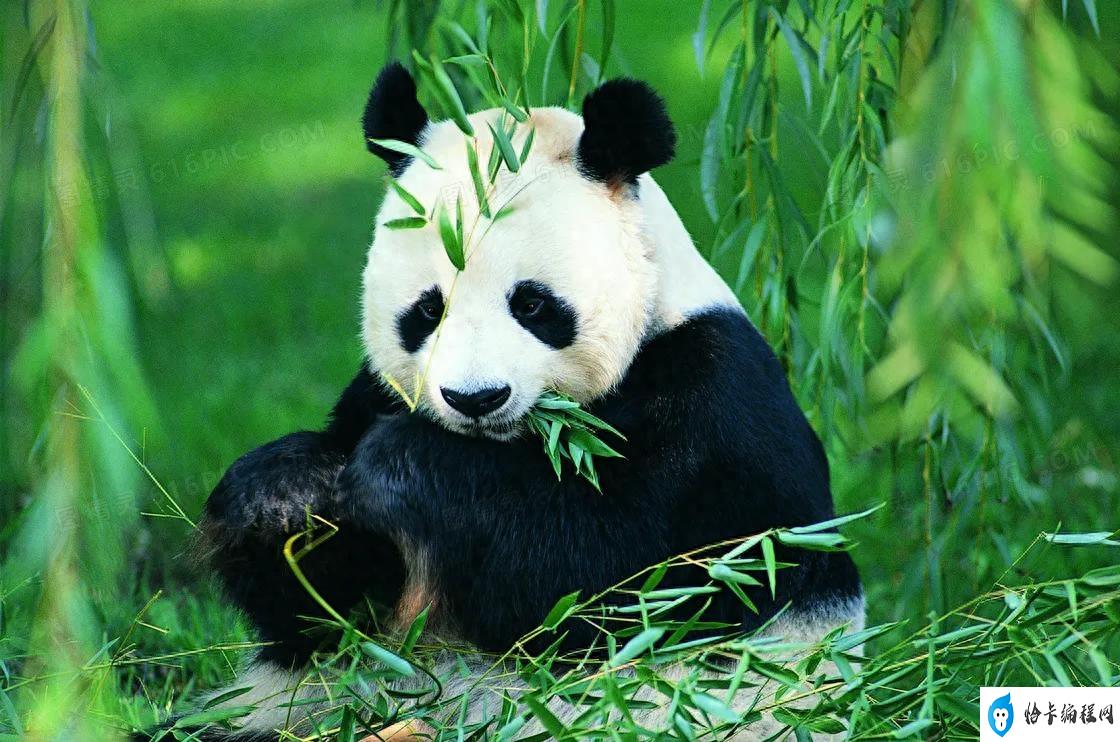 熊猫为什么吃竹子(大熊猫为什么喜欢吃竹子)