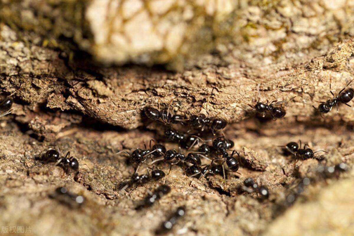 个头特别大的黑蚂蚁有毒吗(黑蚂蚁有毒吗)