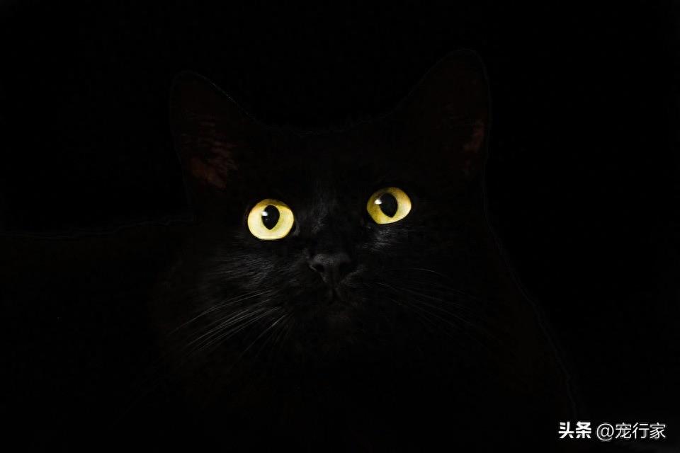 猫的眼睛为什么会发光(猫的眼睛为什么会发光的原因)