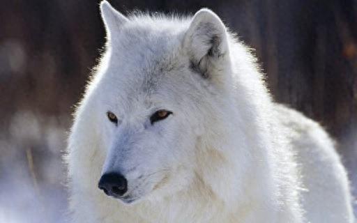 世界上唯一的纯白狼(纽芬兰白狼还有存活吗)