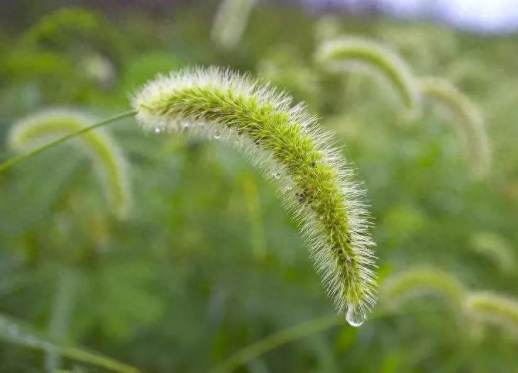 狗尾巴草的功效(狗尾草其实是个宝，狗尾草的6大功效)