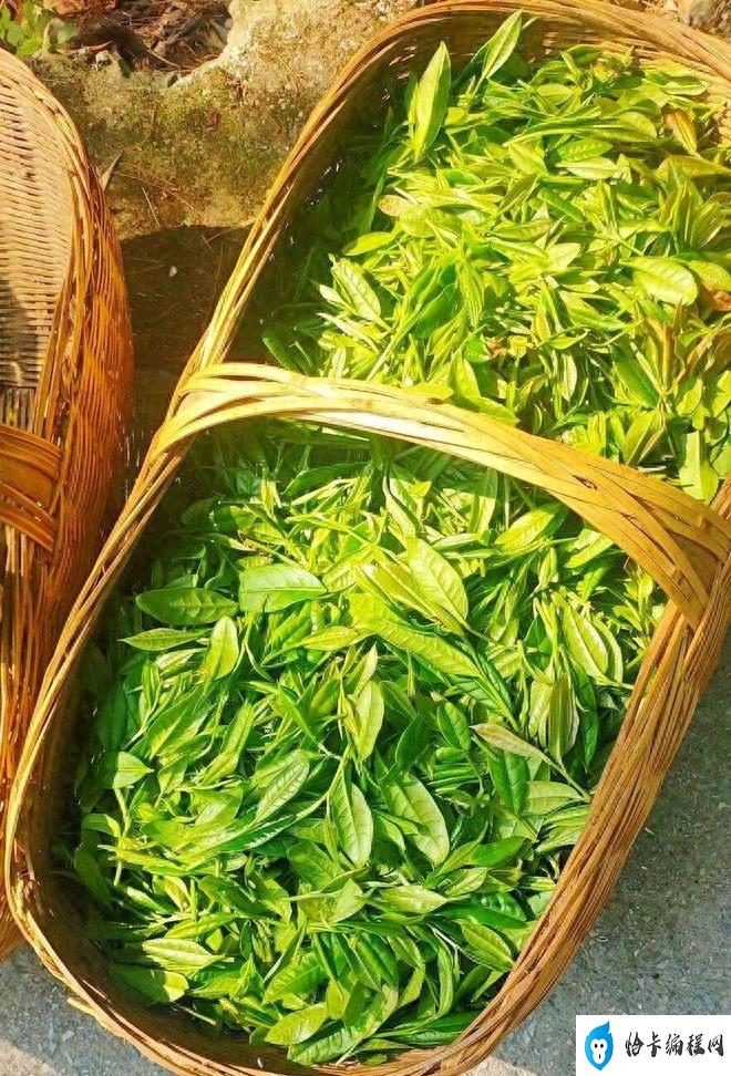 中国绿茶十大名茶排名(中国十大绿茶排名)