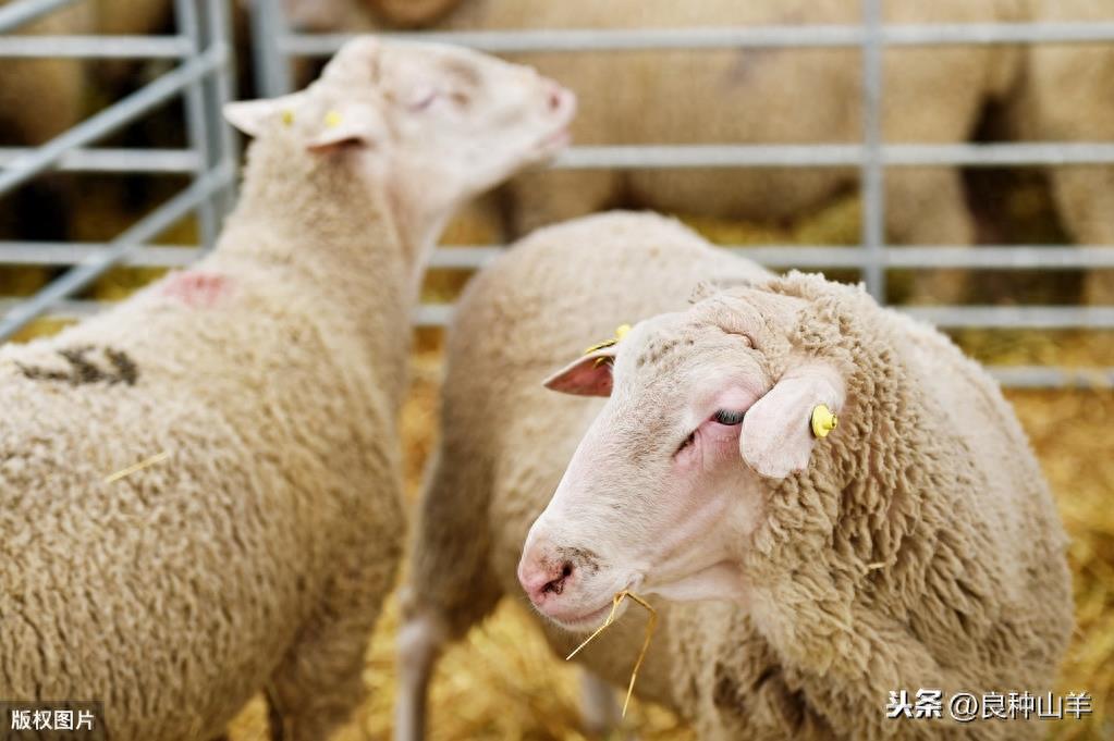 圈养和放养羊的利润与成本(养50只羊一年的利润有多少钱)