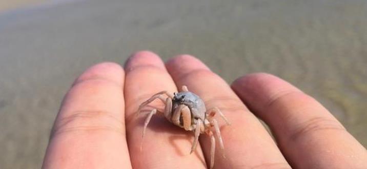 沙蟹一般都是很小的吗(沙蟹能吃吗)