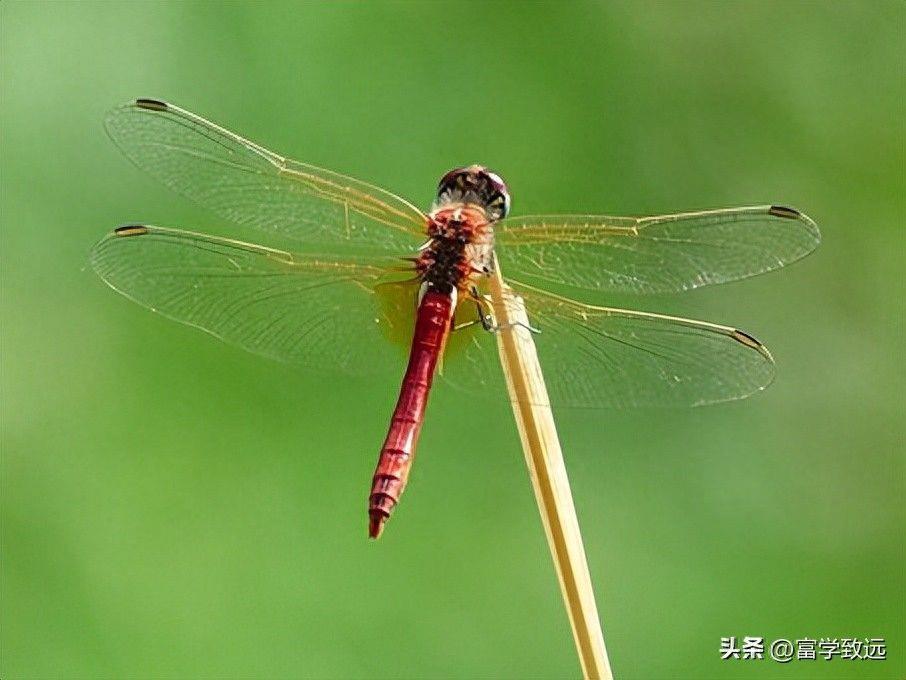 手机微距模式怎么开(苹果相机微距在哪里设置)