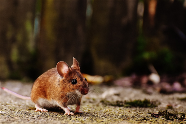 300万只老鼠“占领”纽约：体型大如猫 完全不怕人