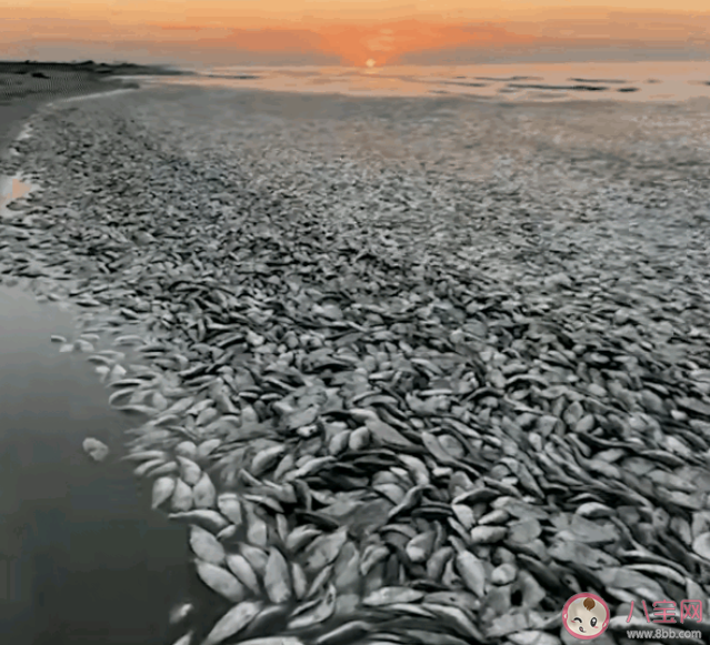 大量沙丁鱼涌入日本渔港后集体死亡(沙丁鱼为什么会死)