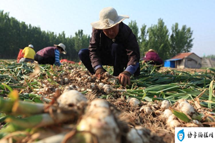 大蒜什么时候种植最佳(大蒜啥时候播种最好)