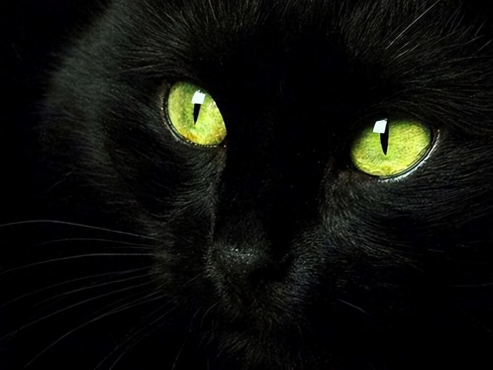不建议养黑猫的几个原因(为什么不能养黑猫)