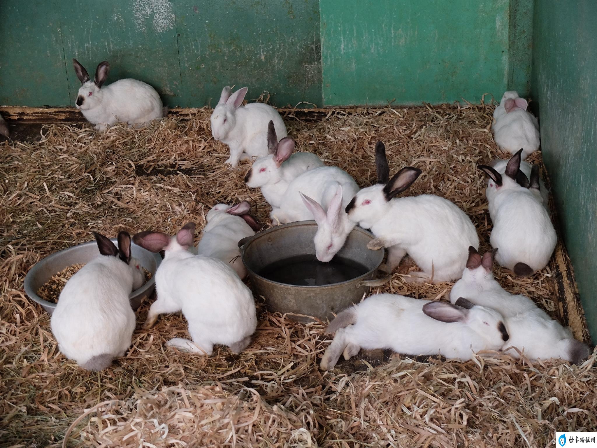 兔子养殖的利润(养殖兔子的成本和利润)