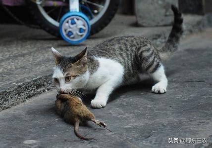 猫喜欢抓老鼠的原因(猫为什么抓老鼠)