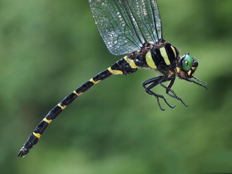 最大的蜻蜓全身长满眼睛(世界上眼睛最多的动物是什么)