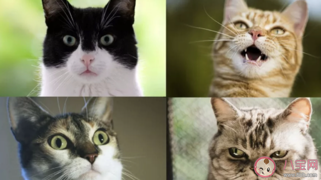 研究发现猫有276种表情(猫猫高兴的时候是怎样的)