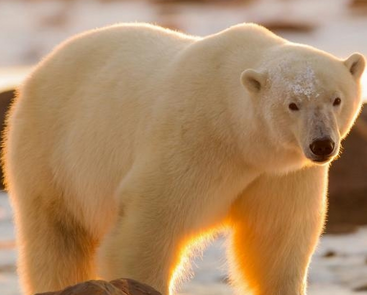 国家二级保护动物(北极熊是几级保护动物)