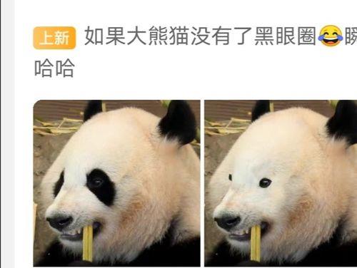 大熊猫为什么有两个黑眼圈呢(大熊猫的繁殖情况)