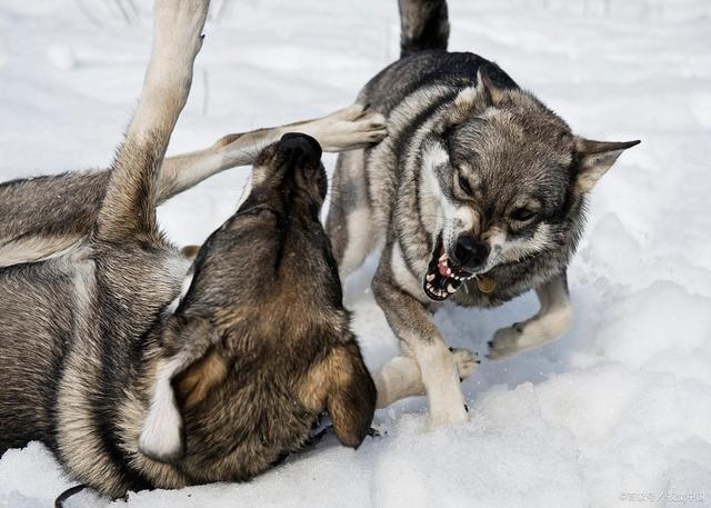 狗和狼是一个物种吗(狗和狼的区别是什么)