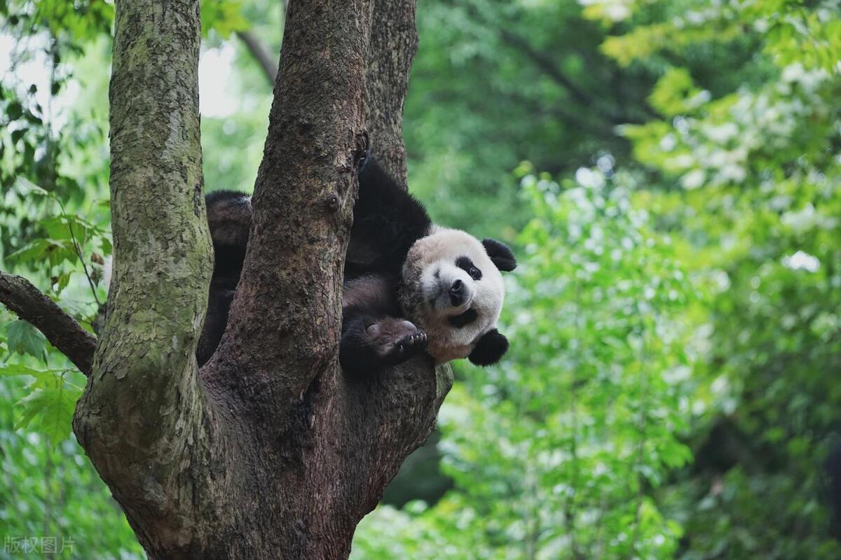 熊猫的特点和生活特征简介