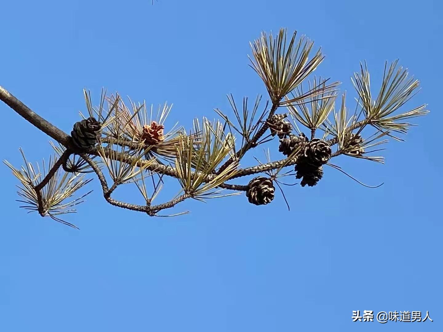 命弥留之际的感悟(弥留之际的意思是什么解释)