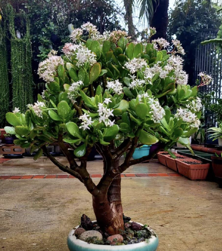 室内盆景植物大全(适合室内养的小盆绿植)