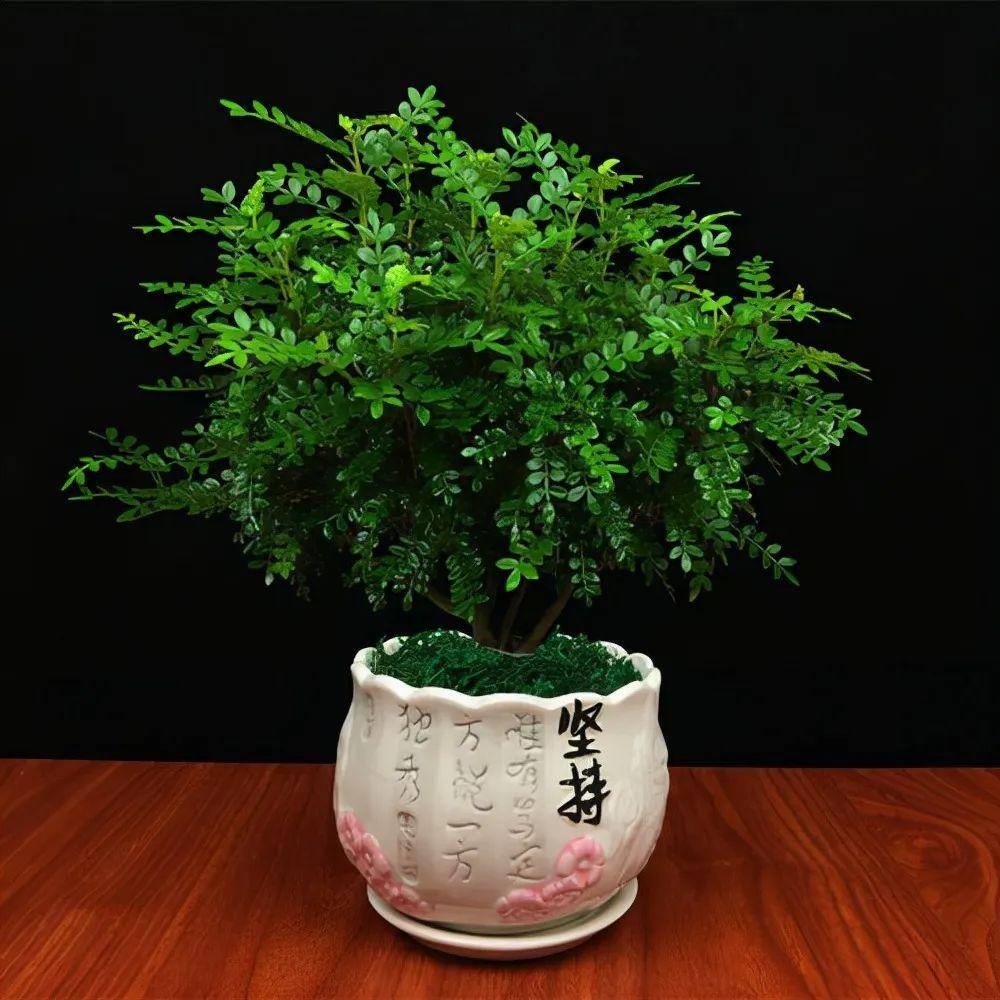 室内盆景植物大全(适合室内养的小盆绿植)