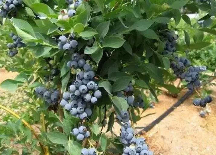 秘鲁蓝莓成熟上市时间(蓝莓成熟的季节是几月)