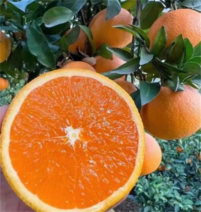 橙子是什么季节的水果(橙子什么季节成熟)
