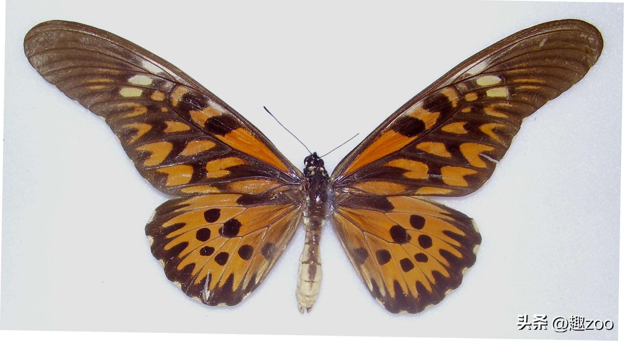 盘点世界上最毒的10种蝴蝶(有毒的蝴蝶长什么样子图片)