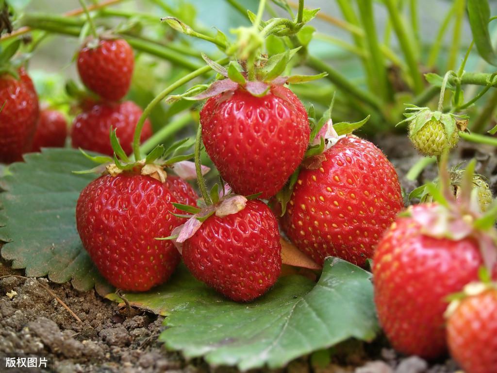 大棚种植草莓的成本及利润分析(一亩大棚草莓一年利润)