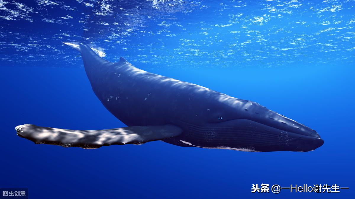 蓝鲸的平均寿命多长时间(世界上最大的哺乳动物是蓝鲸吗)