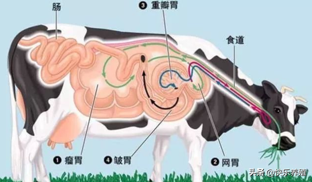 牛为什么有四个胃(牛为什么有四个胃各有什么作用)