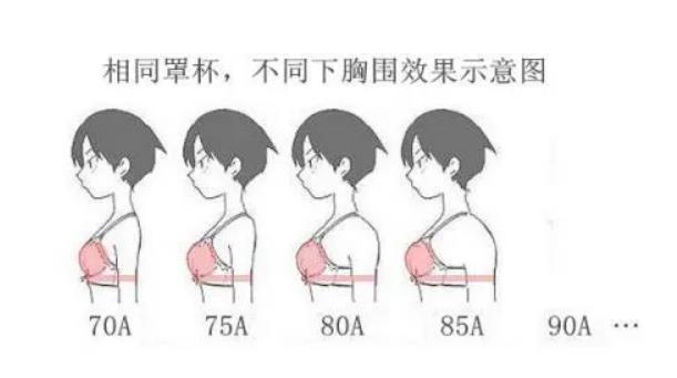 75c的胸到底多大图片