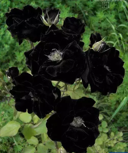 黑色的花有哪些(黑色的花有哪些及花名图片)