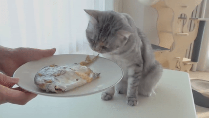 猫为什么爱吃鱼(猫为什么喜欢吃“鱼”)