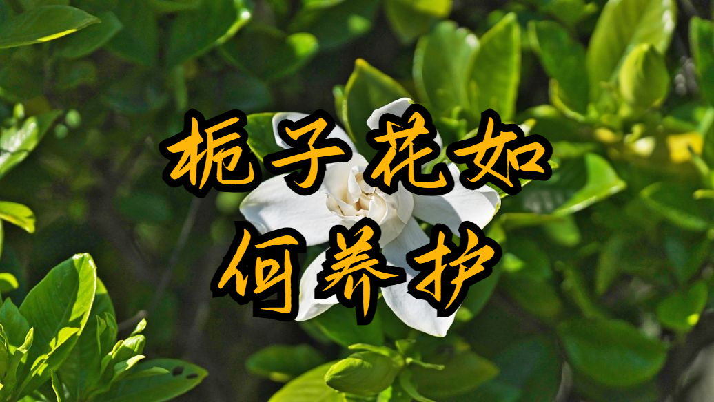 栀子花的养殖方法(栀子花养护攻略助您花朵繁茂)