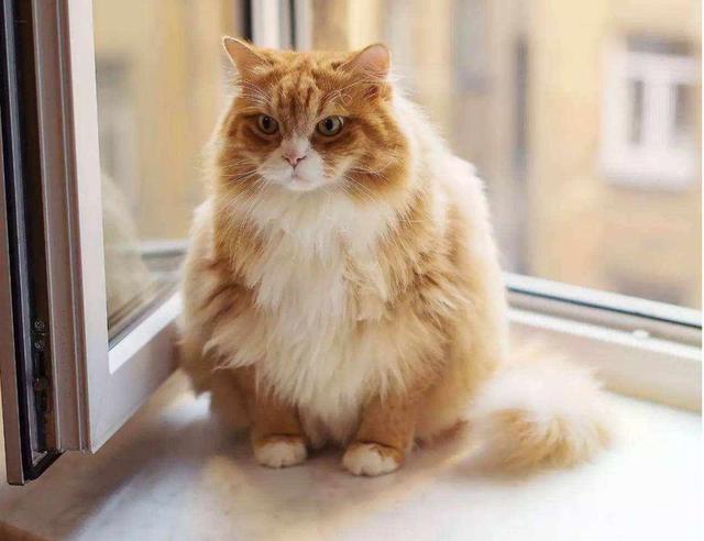 橘猫比其它的猫都要“肥胖”(橘猫为什么容易胖)