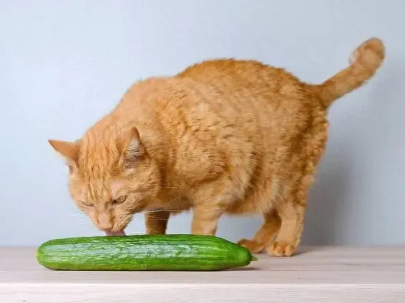 猫咪最怕黄瓜吗(为什么猫怕黄瓜)