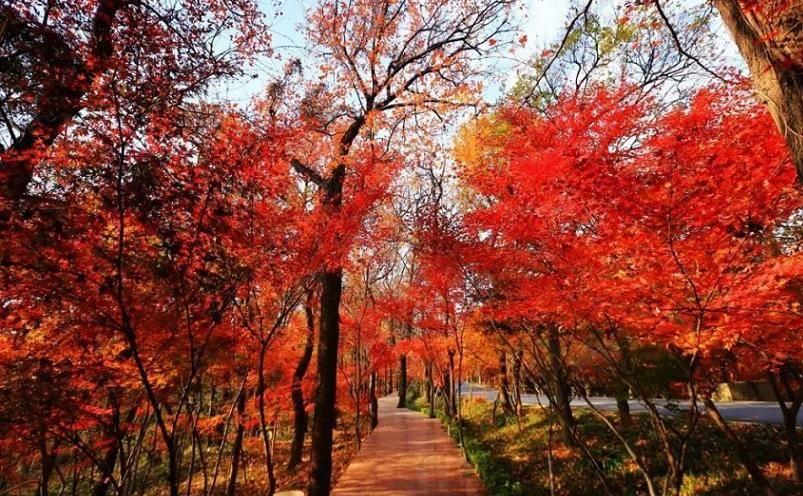 南京旅游景点介绍一下 南京旅游攻略三日游最佳路线