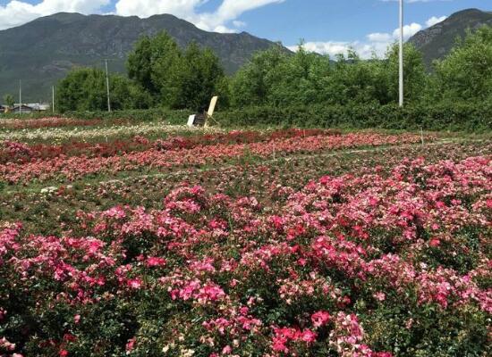 玫瑰花象征着美丽的爱情(玫瑰花的寓意和花语)