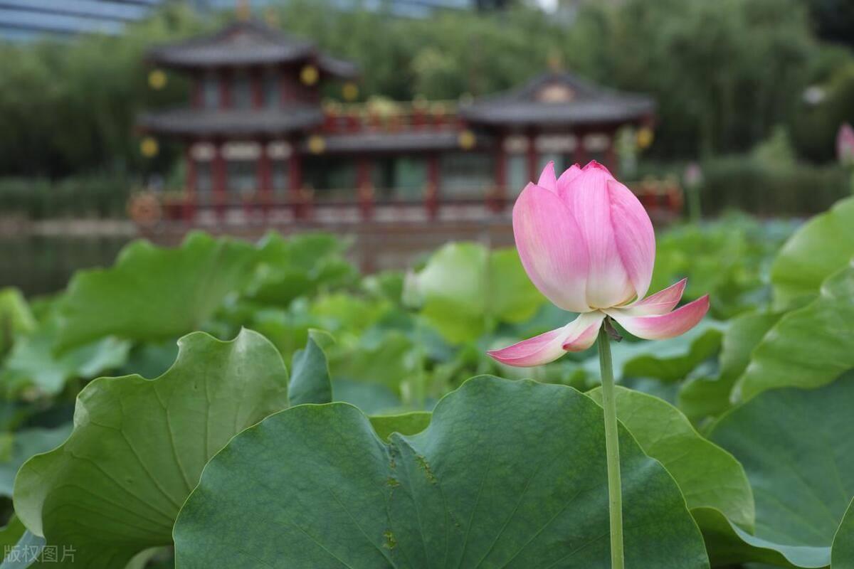 西安旅游景点排行榜 西安游玩攻略必去的地方了解