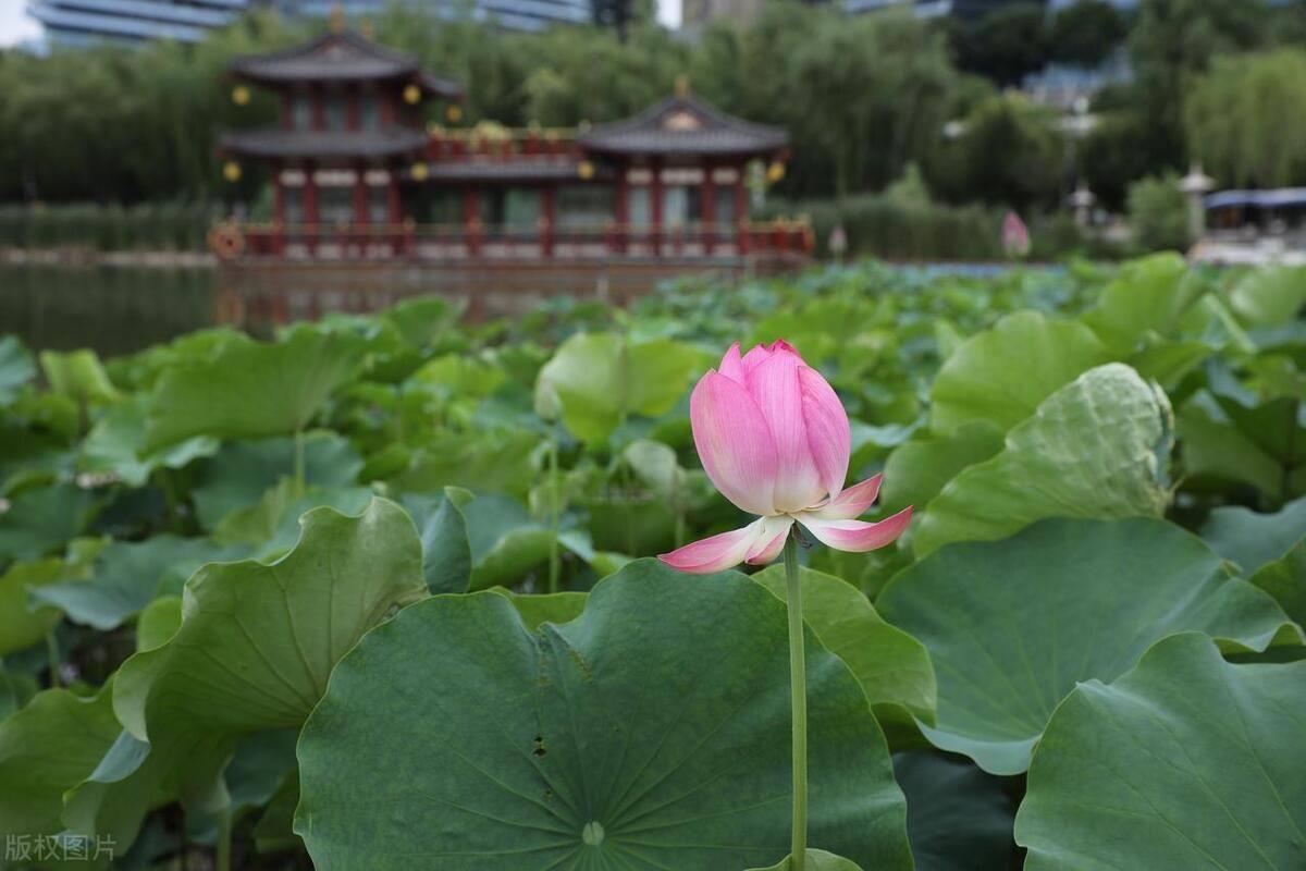 西安游玩攻略必去的地方了解(西安旅游景点排行榜)