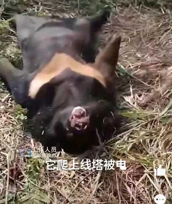 黑熊爬上高压电塔触电死亡!体已交森林公安