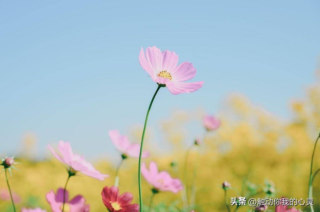 情人节签名说说 情人节说说心情短语伤感