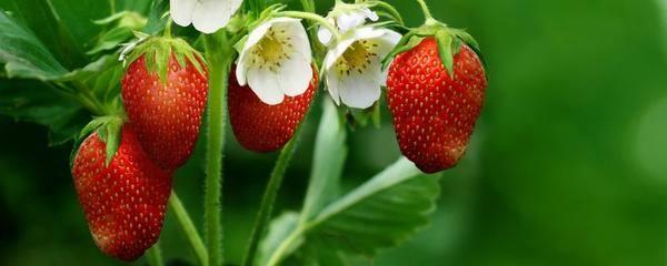 草莓怎么种植(草莓的种植方法介绍)