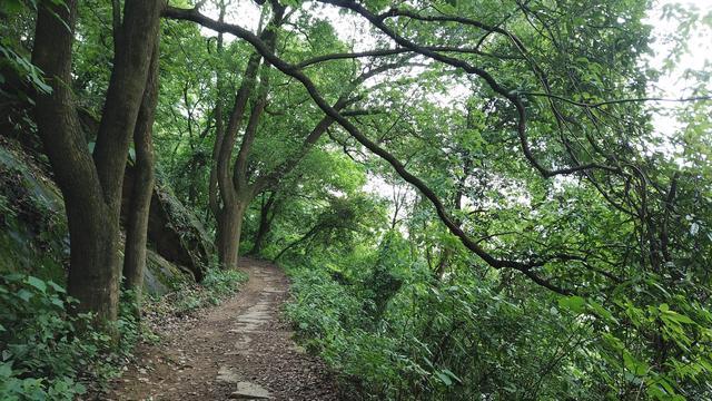 张飞古道在哪里(重庆北碚张飞古道介绍及图片)