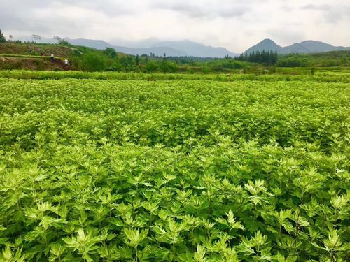 其中最出名的是湖北蕲春的蕲艾(中国三大艾草产地是哪三个)