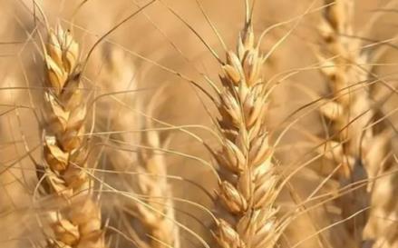 2024年小麦最低保护价(今日小麦一斤价格表)