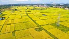 中国农业农村经济数据