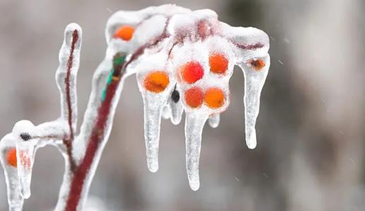 冻雨是啥天气(冻雨和雨夹雪有什么区别)